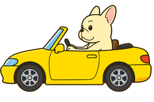 フレンチブルドッグが車を運転している